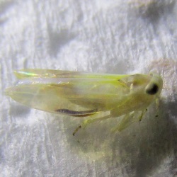 Alebra wahlbergi